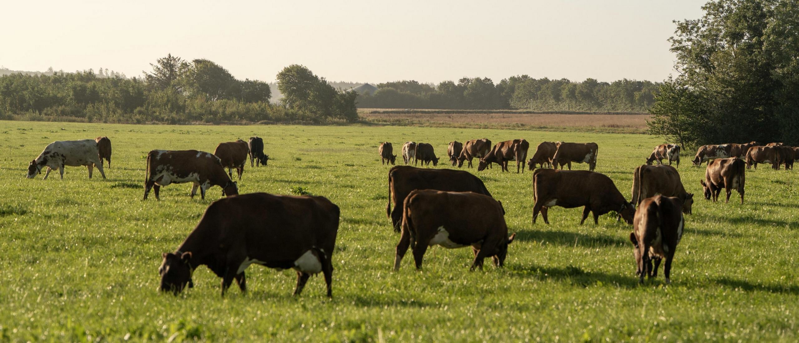 New milestone in Red Cow Diplomacy