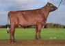 Bull