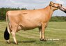 VJ Dee - DNK 304164 - VikingJersey