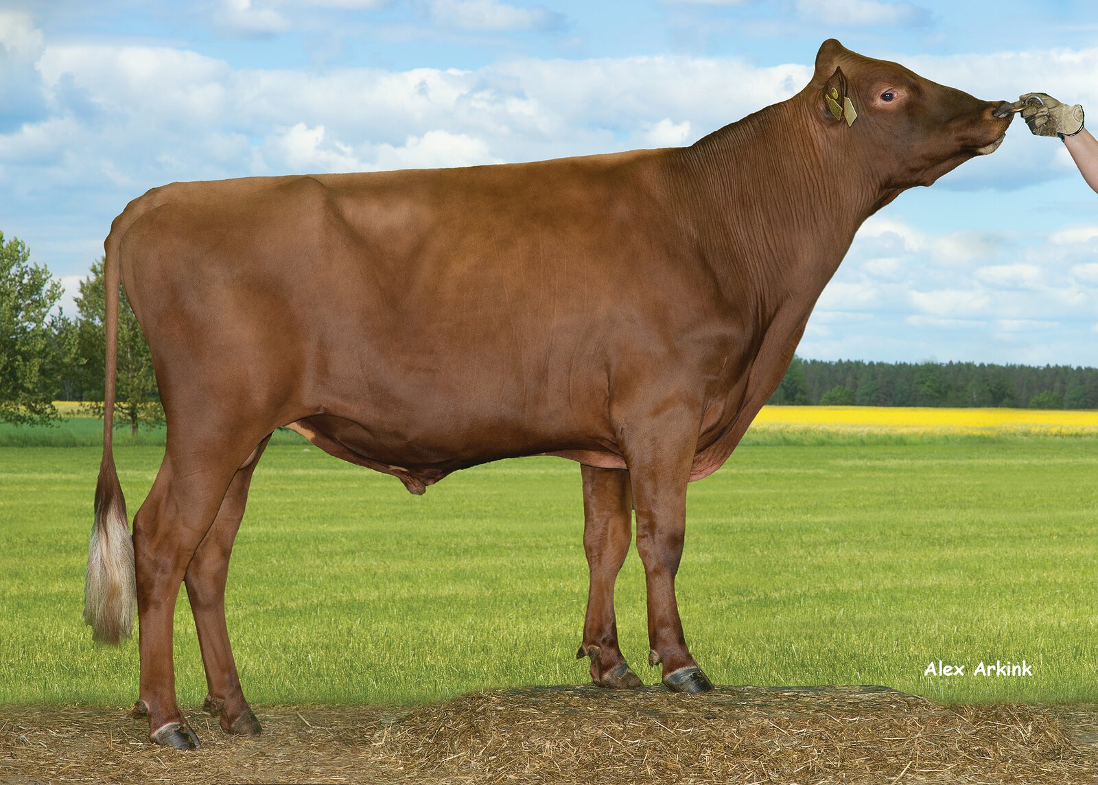 Bull