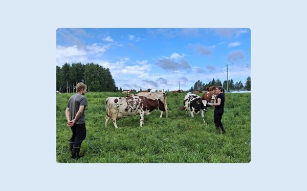 Purola herd, Finland