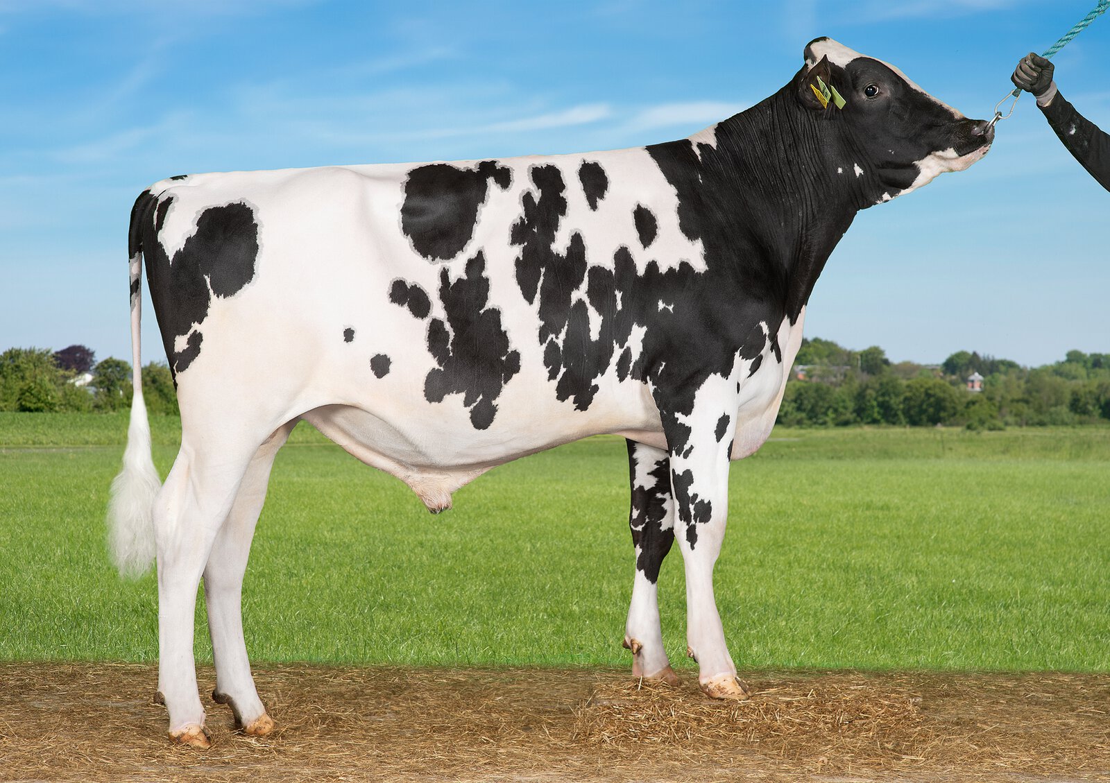Bull