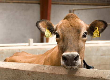 News Vikinggenetics