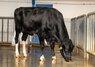 Bull