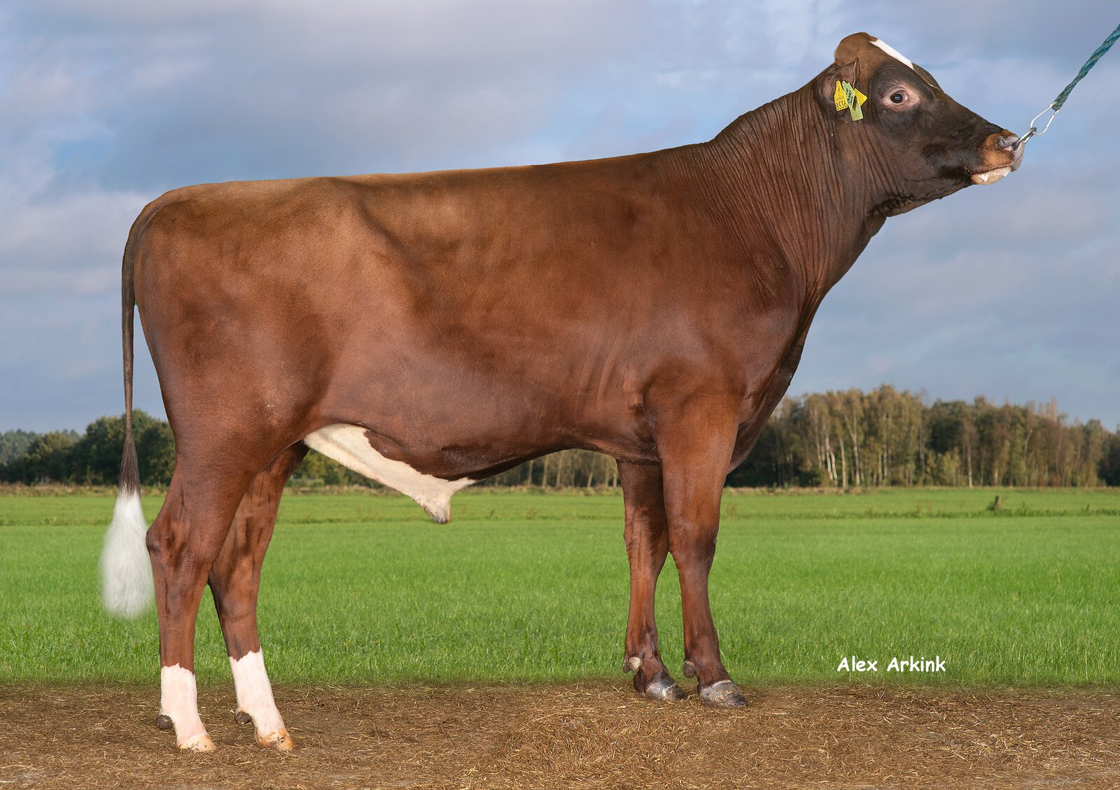 Bull