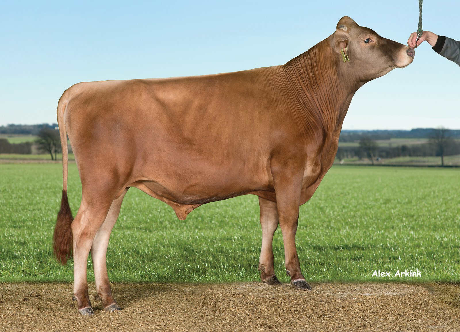 VJ Dee - DNK 304164 - VikingJersey