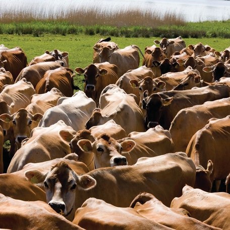 jersey cattle farms