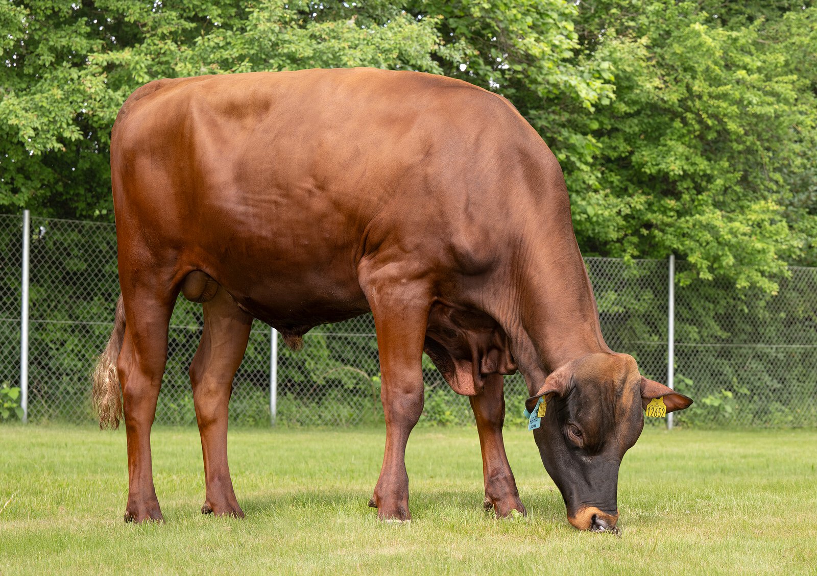 Bull