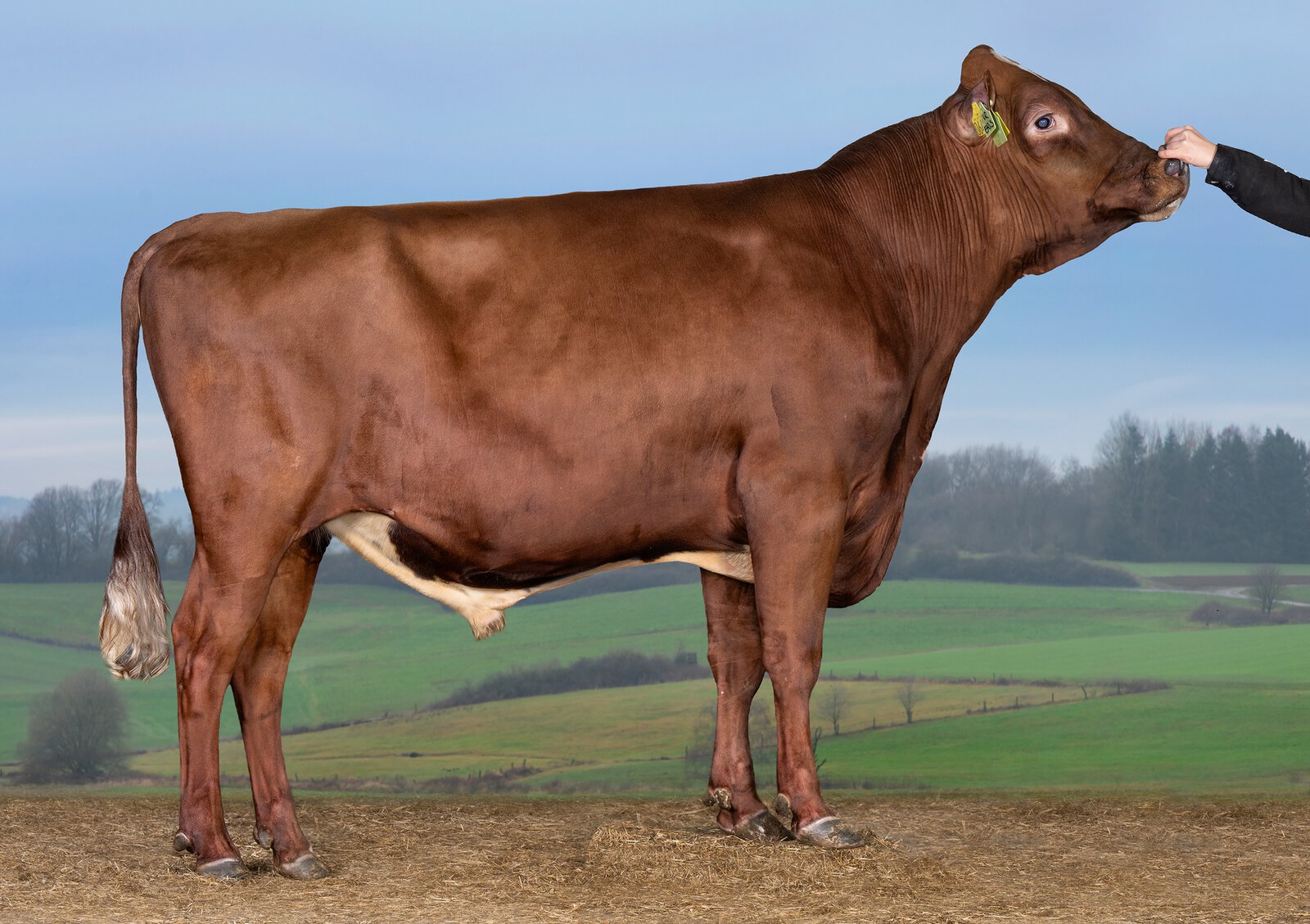 Bull