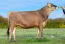Bull