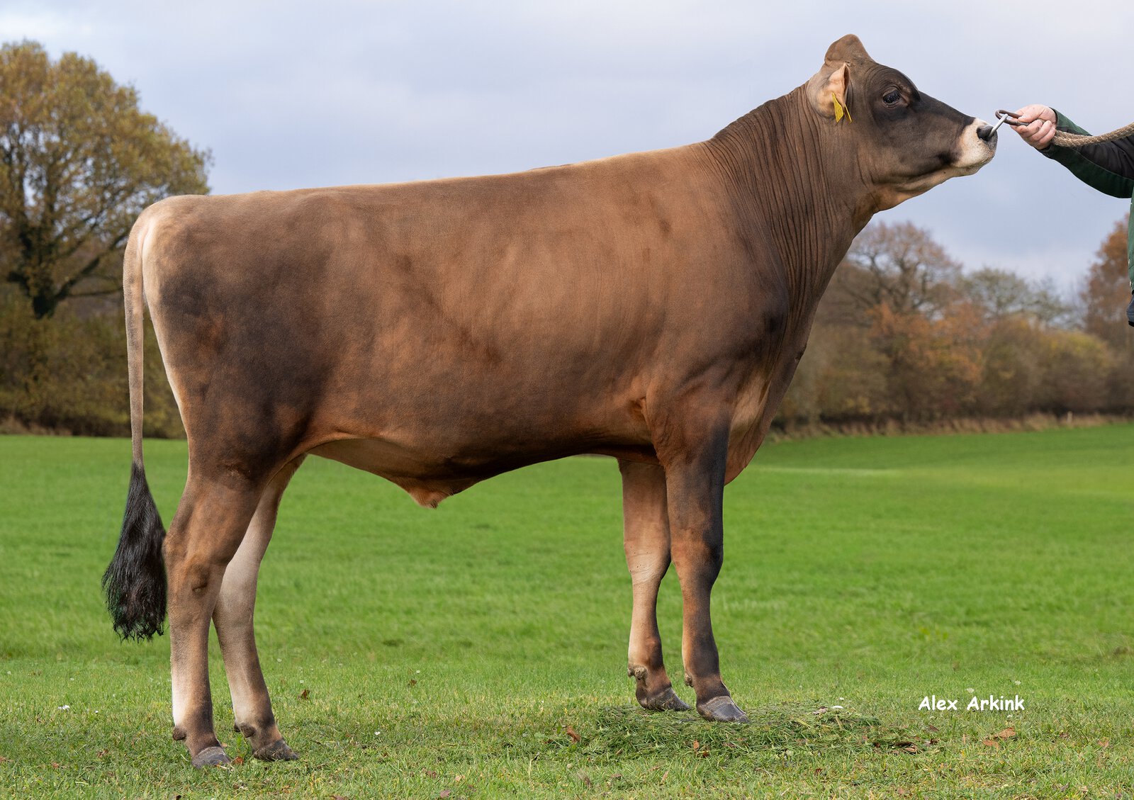 Bull