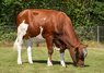 Bull
