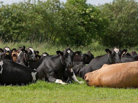 PASTURE-BASED SYSTEMS 