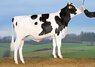 Bull
