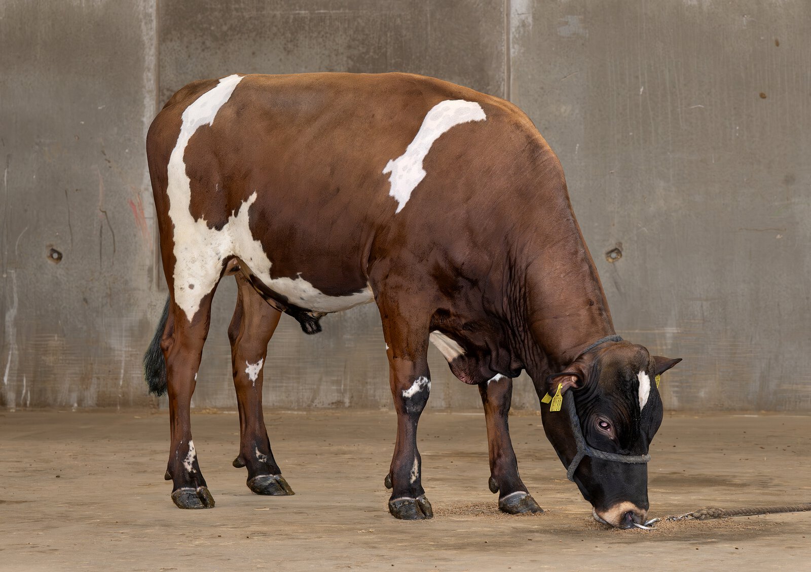 Bull
