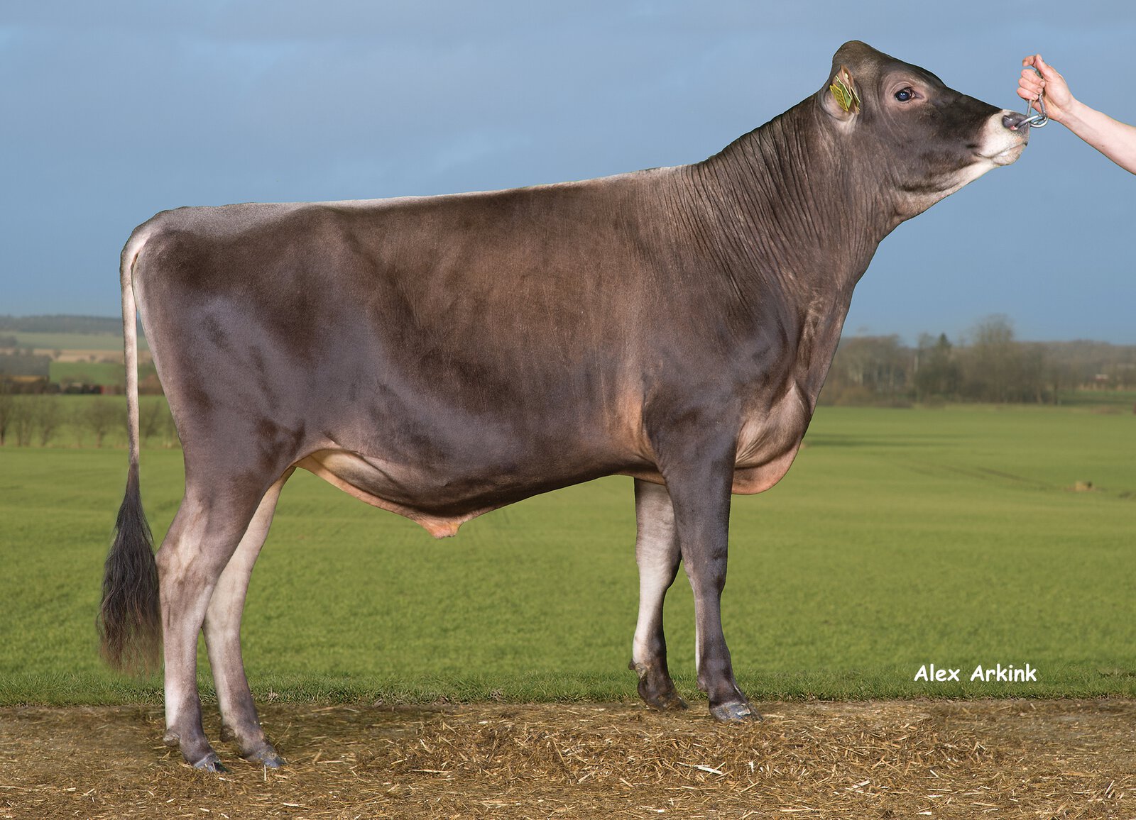 Bull