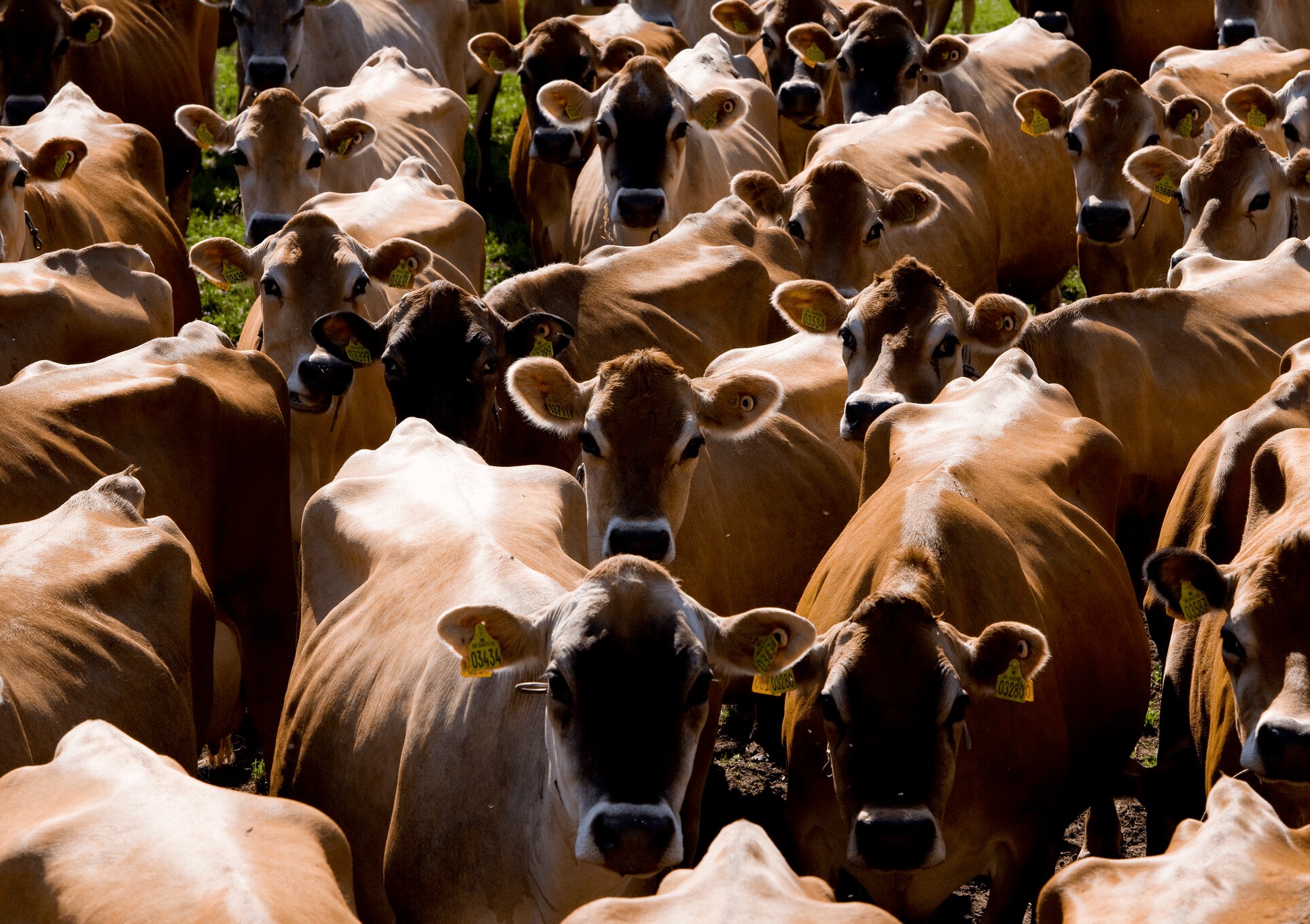 Customer case Jersey cow is the perfect choice