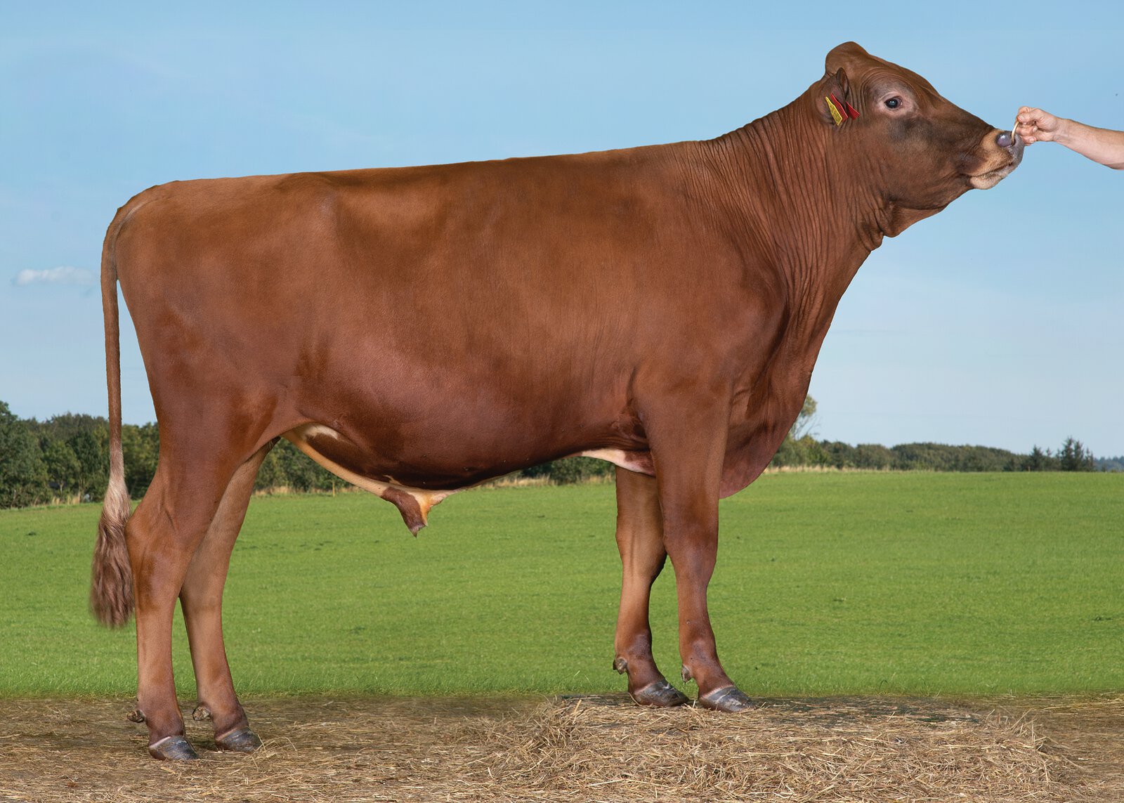 Bull