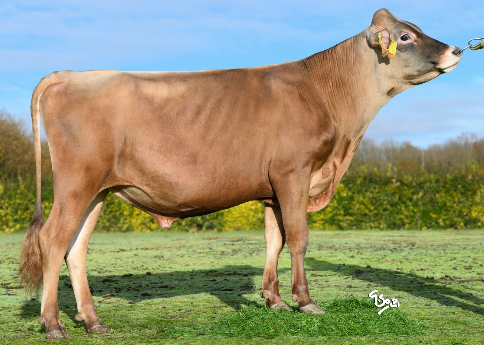 Bull