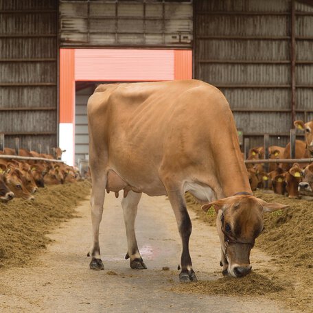 Raising Healthy Jersey Calves - Capitalize on Jerseys