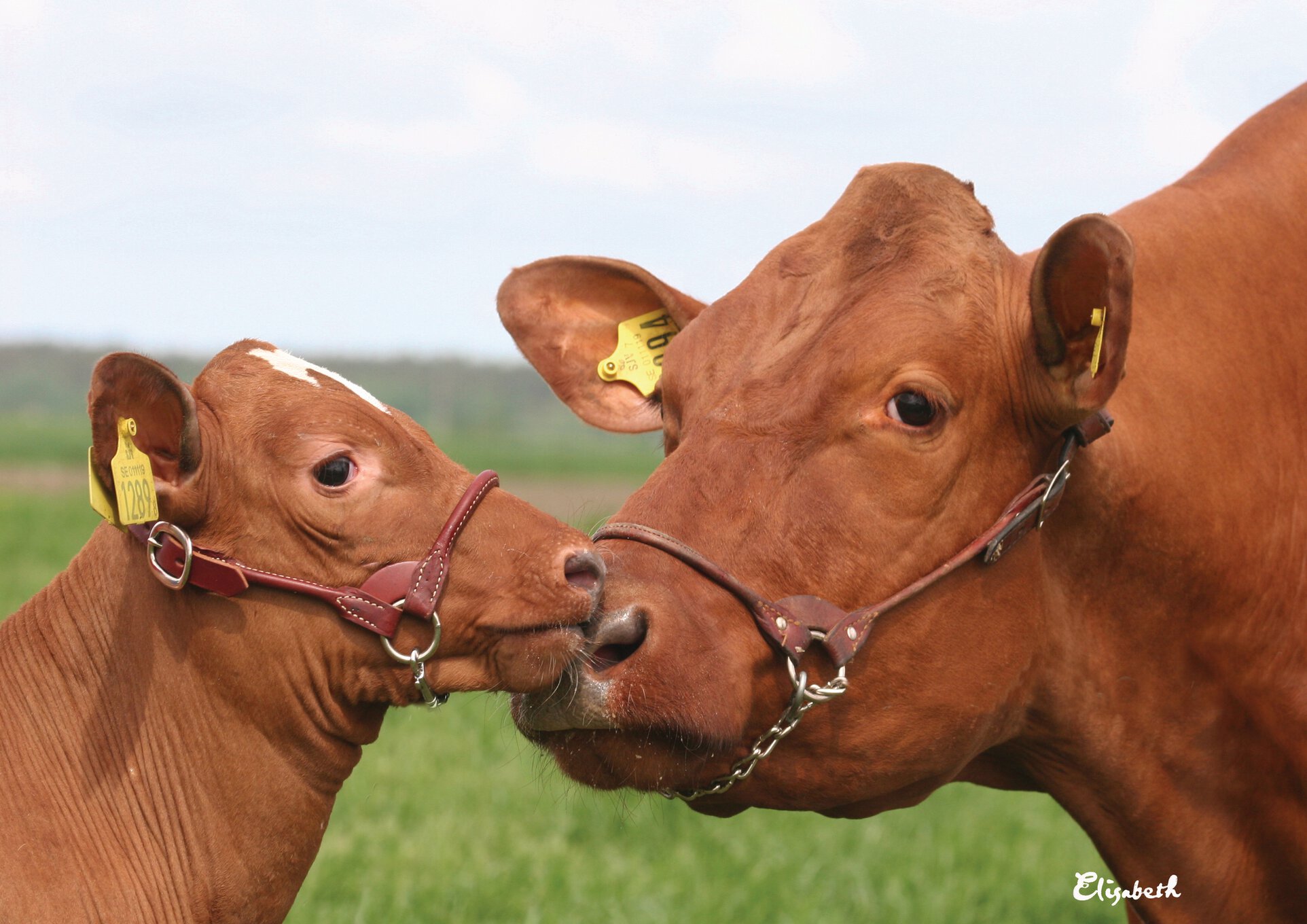Boost the reproduction performance in your herd