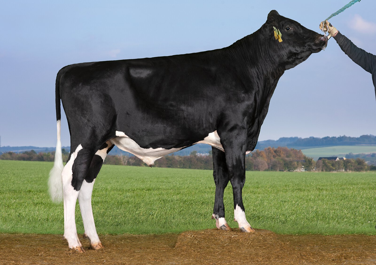 Bull