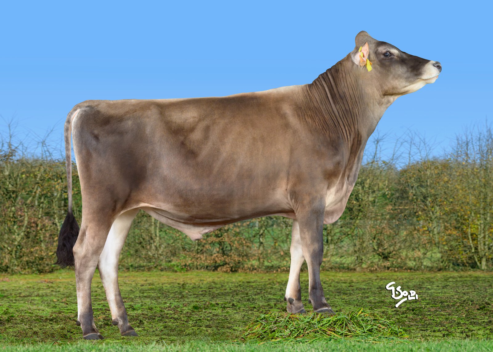 Bull
