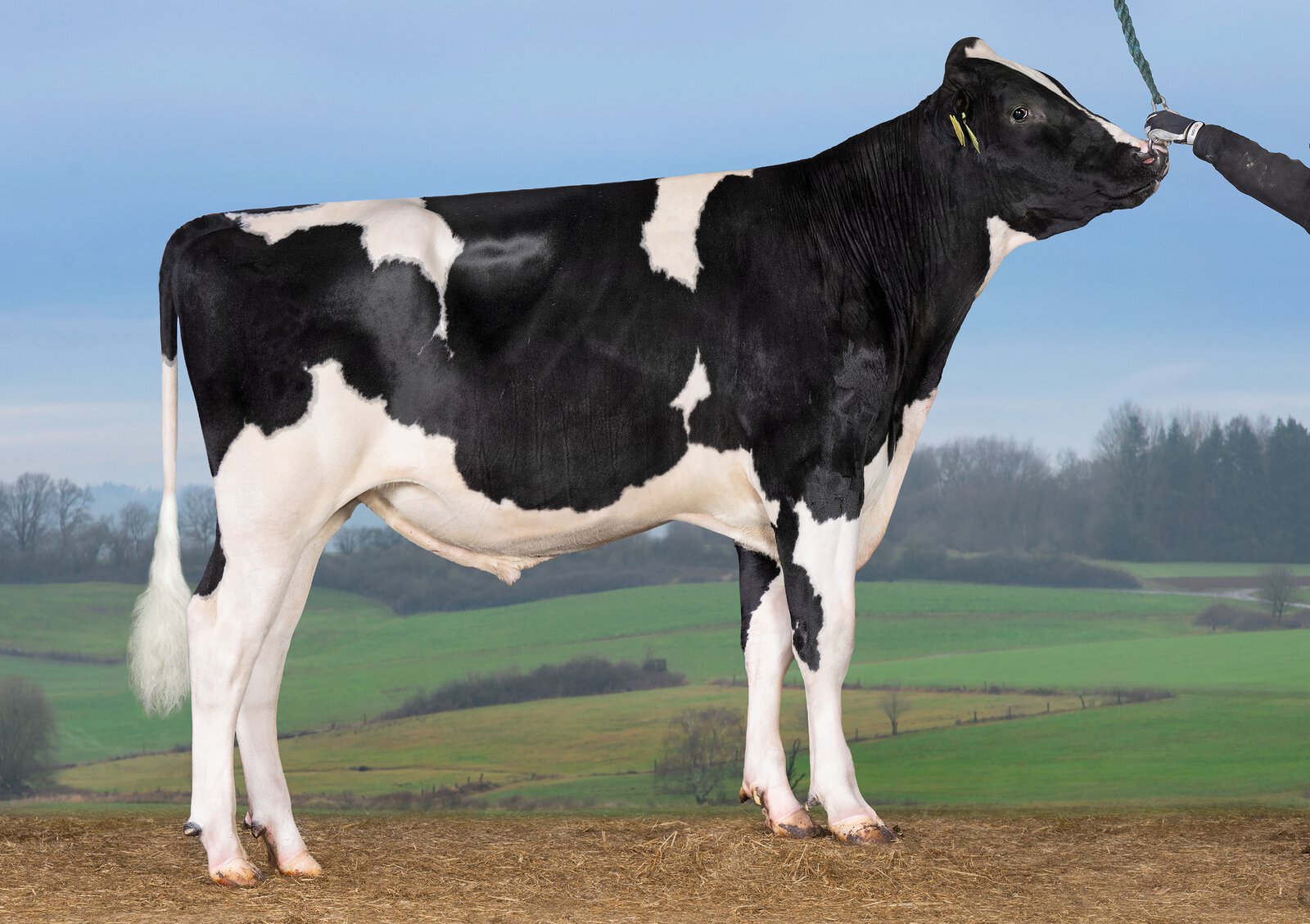 Bull