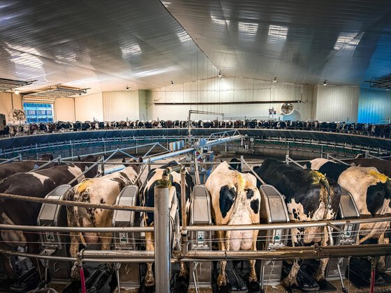 INTENSIVE DAIRY SYSTEMS