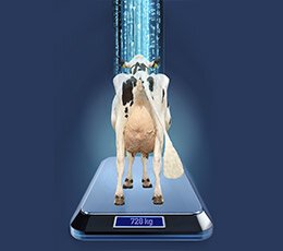 Cow on a scale depicting CowFIT