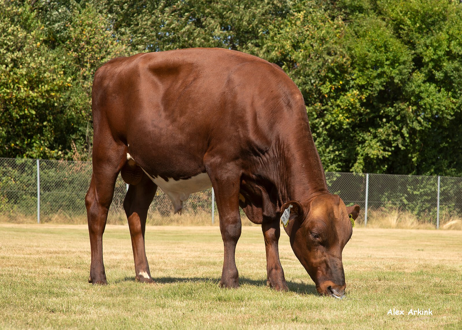 Bull