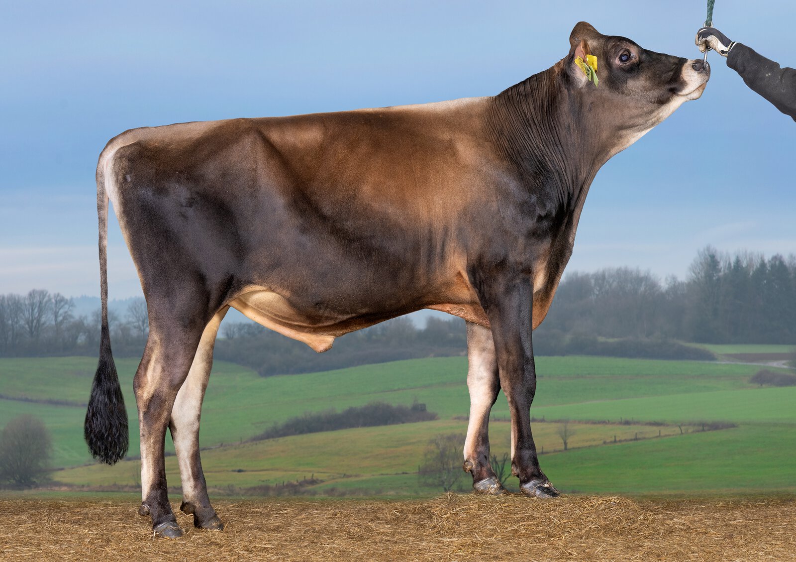 Bull