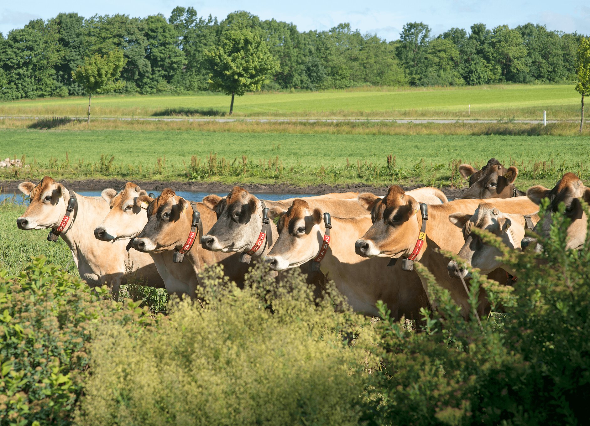 The Jersey Advantage  Jersey Cattle Society of the UK