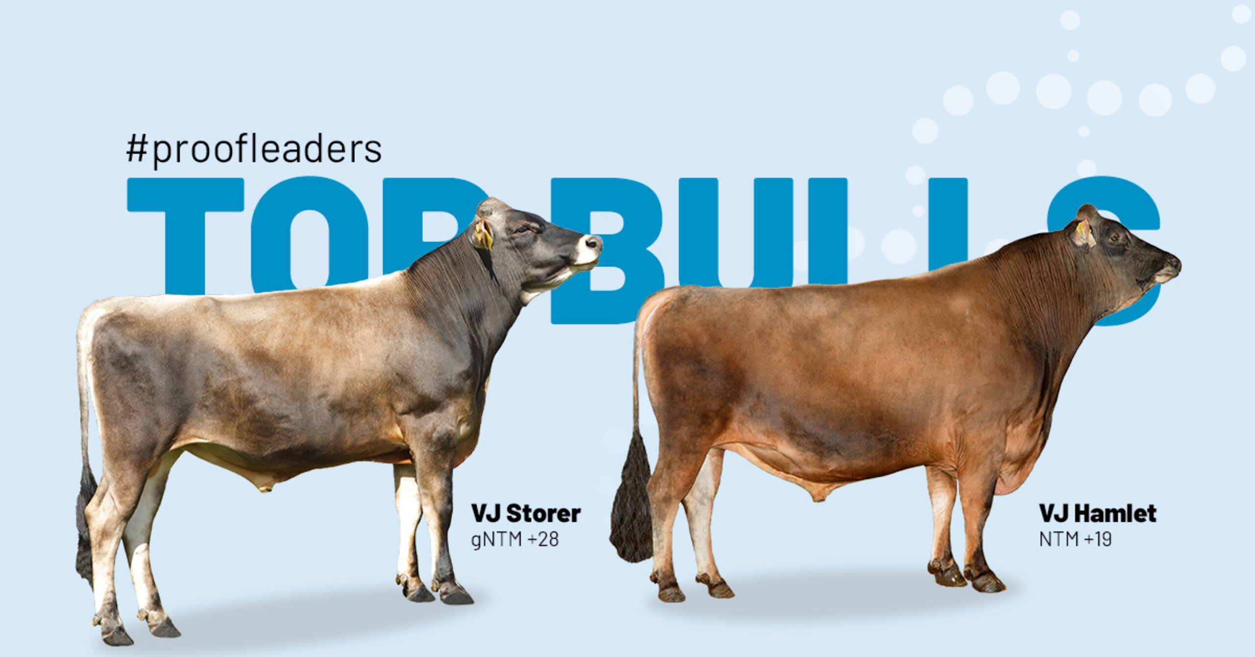 World wide sires jersey hot sale bulls