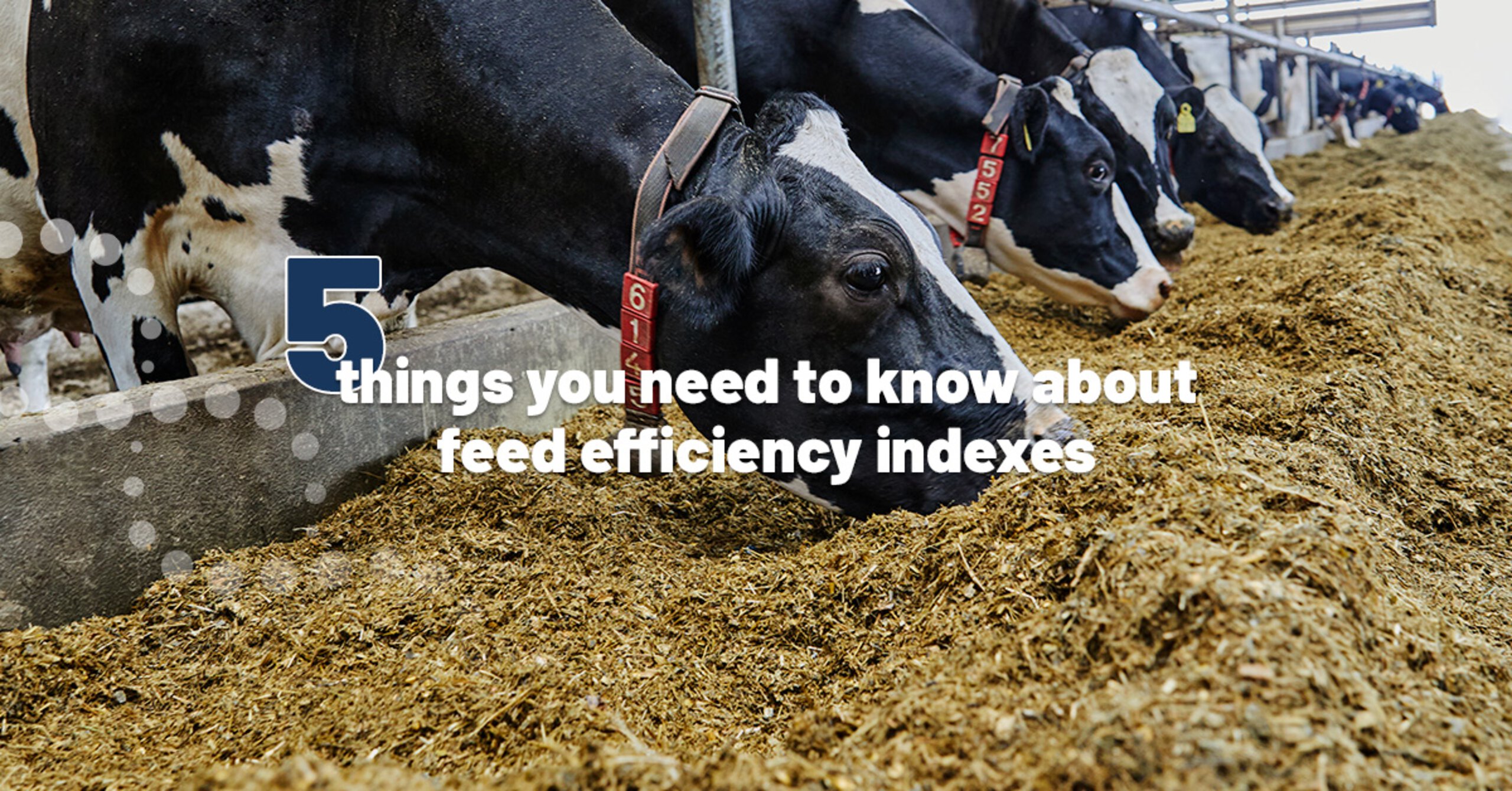 Which feed efficiency index to use?