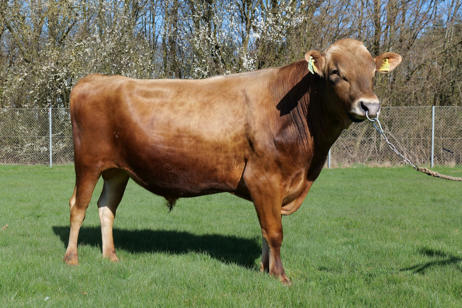 Bull
