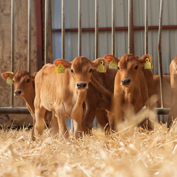 Organic Jersey Cattle for sale in Missouri -  – Dairy Dealer  LLC