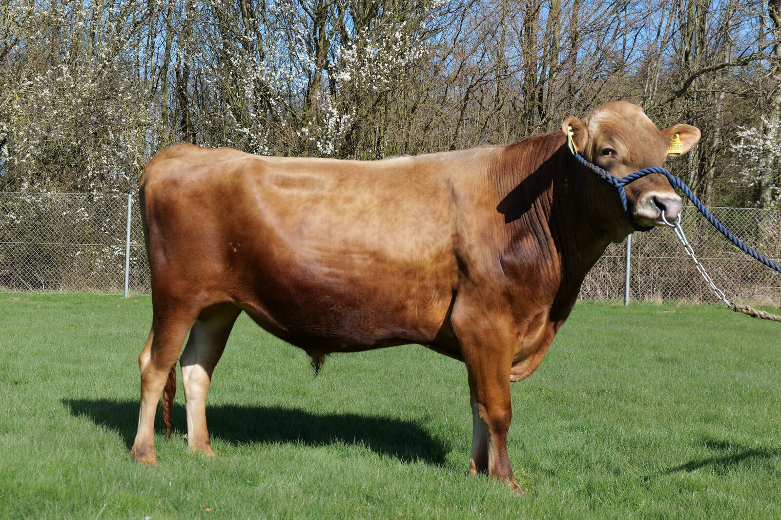 Bull