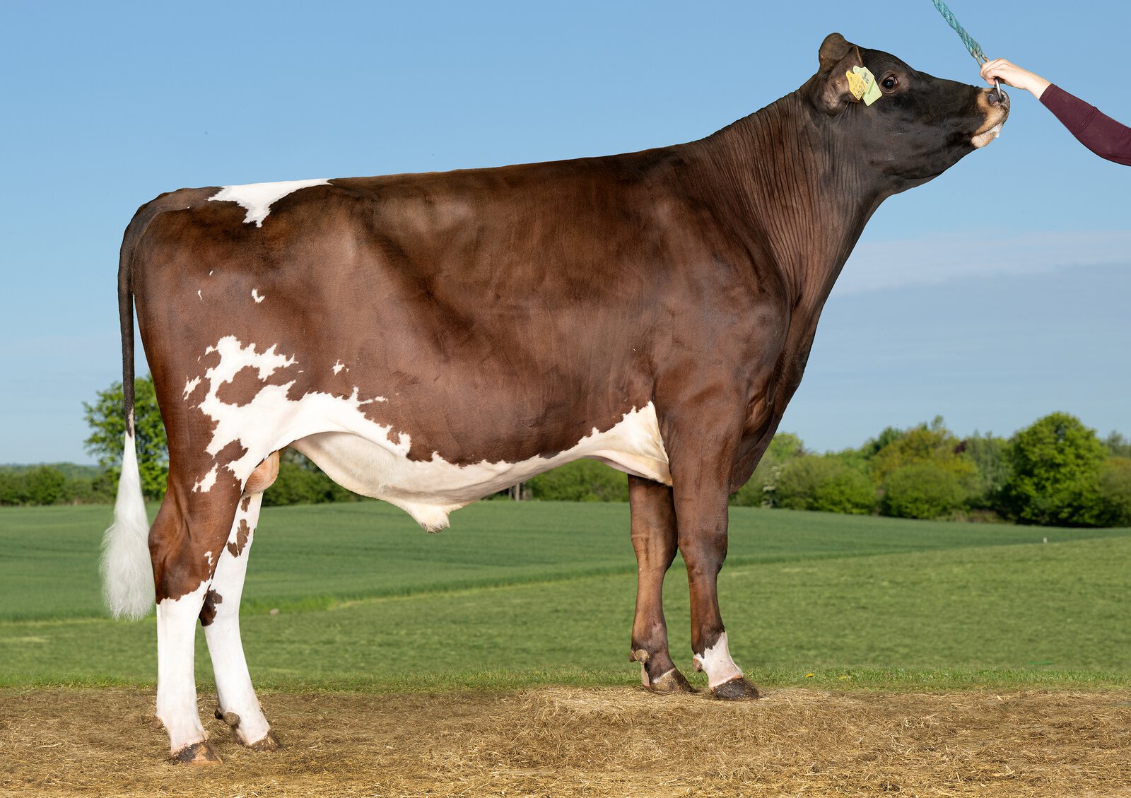 Bull