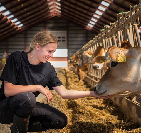 jersey cattle farms