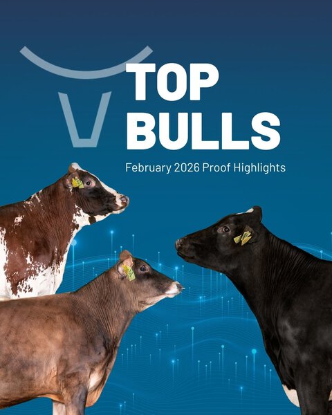 The top VikingGenetics bulls