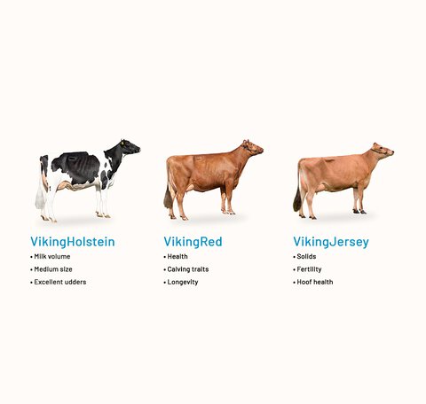 Jersey Cow and Holstein Cow Differences, Features