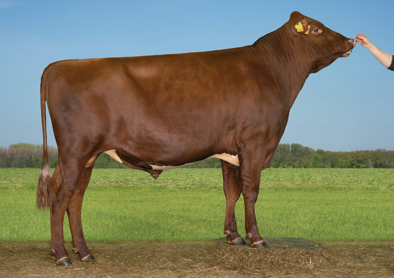 Bull