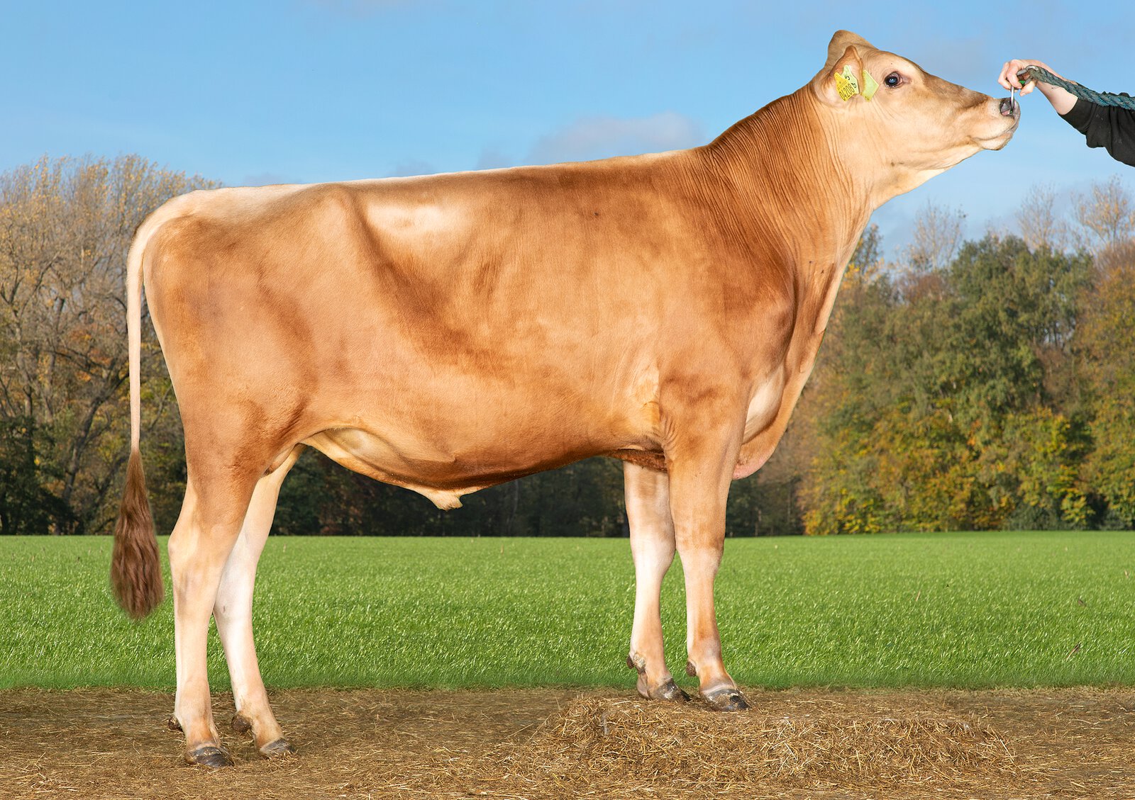 Bull