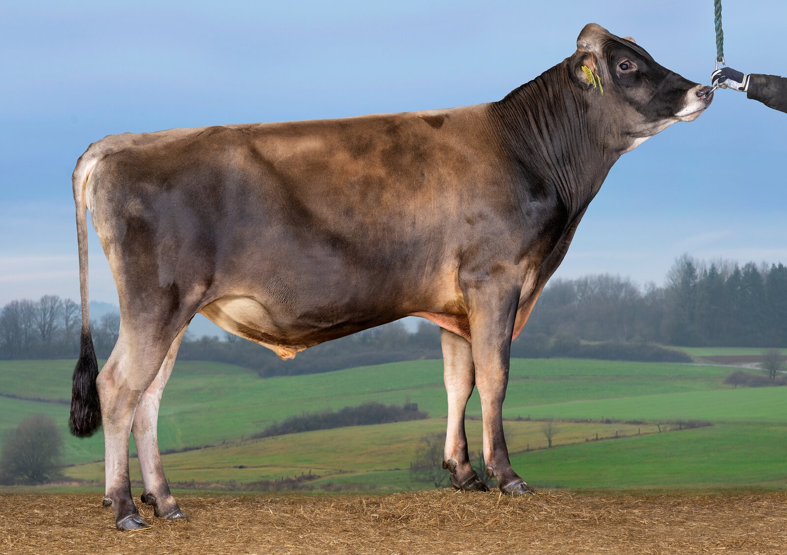 Bull
