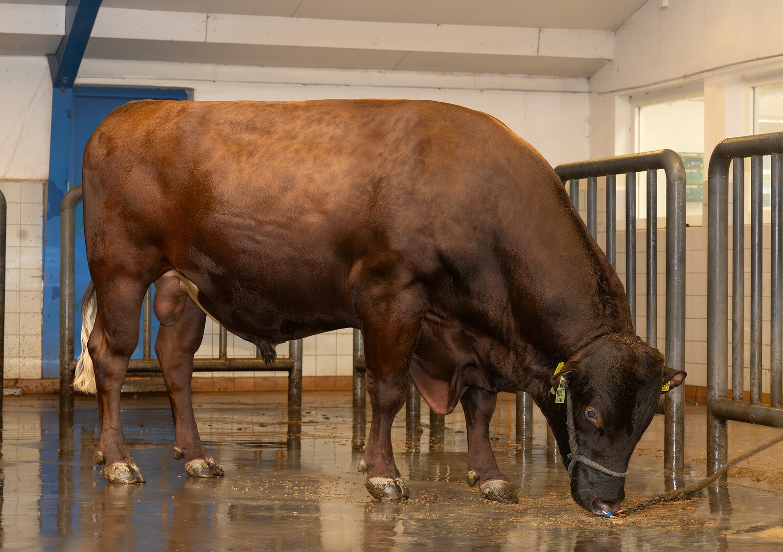 Bull