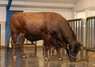 Bull