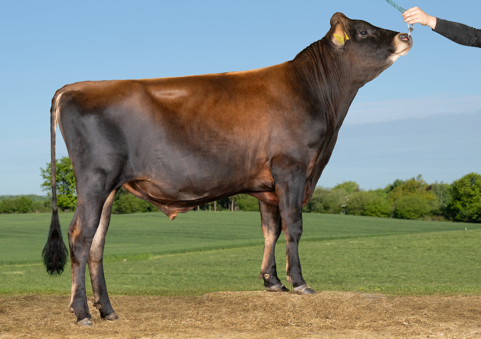 Bull