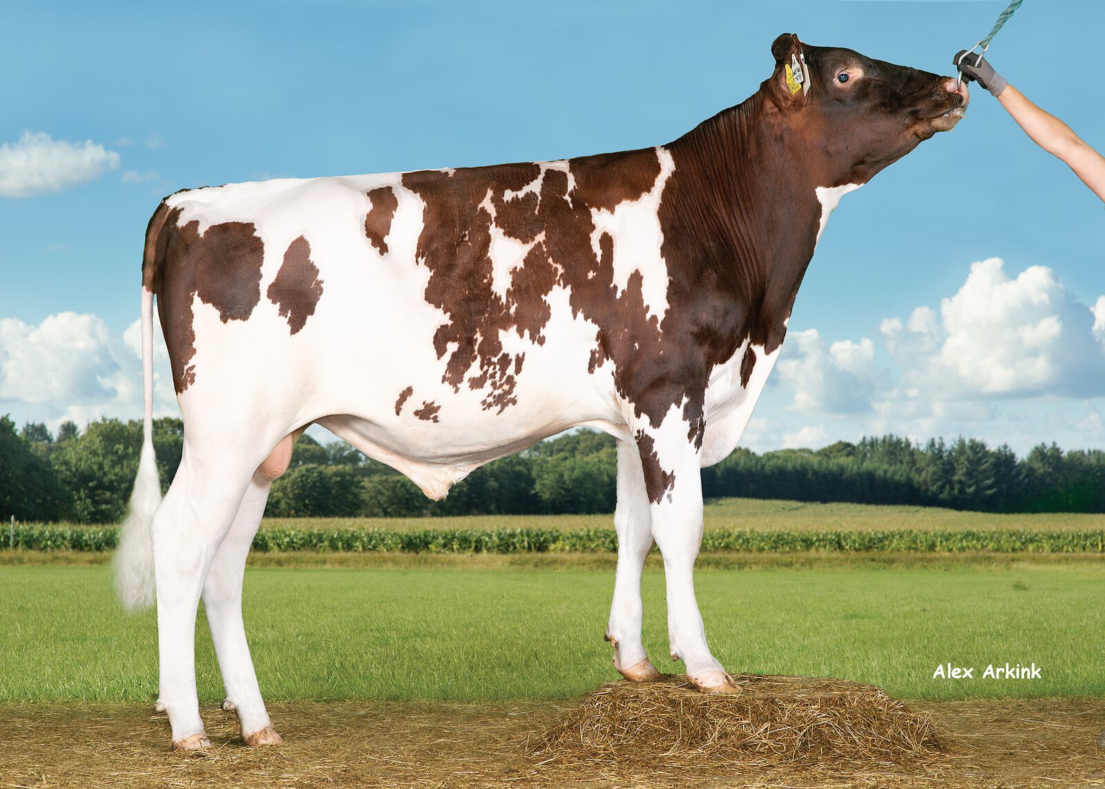 Bull