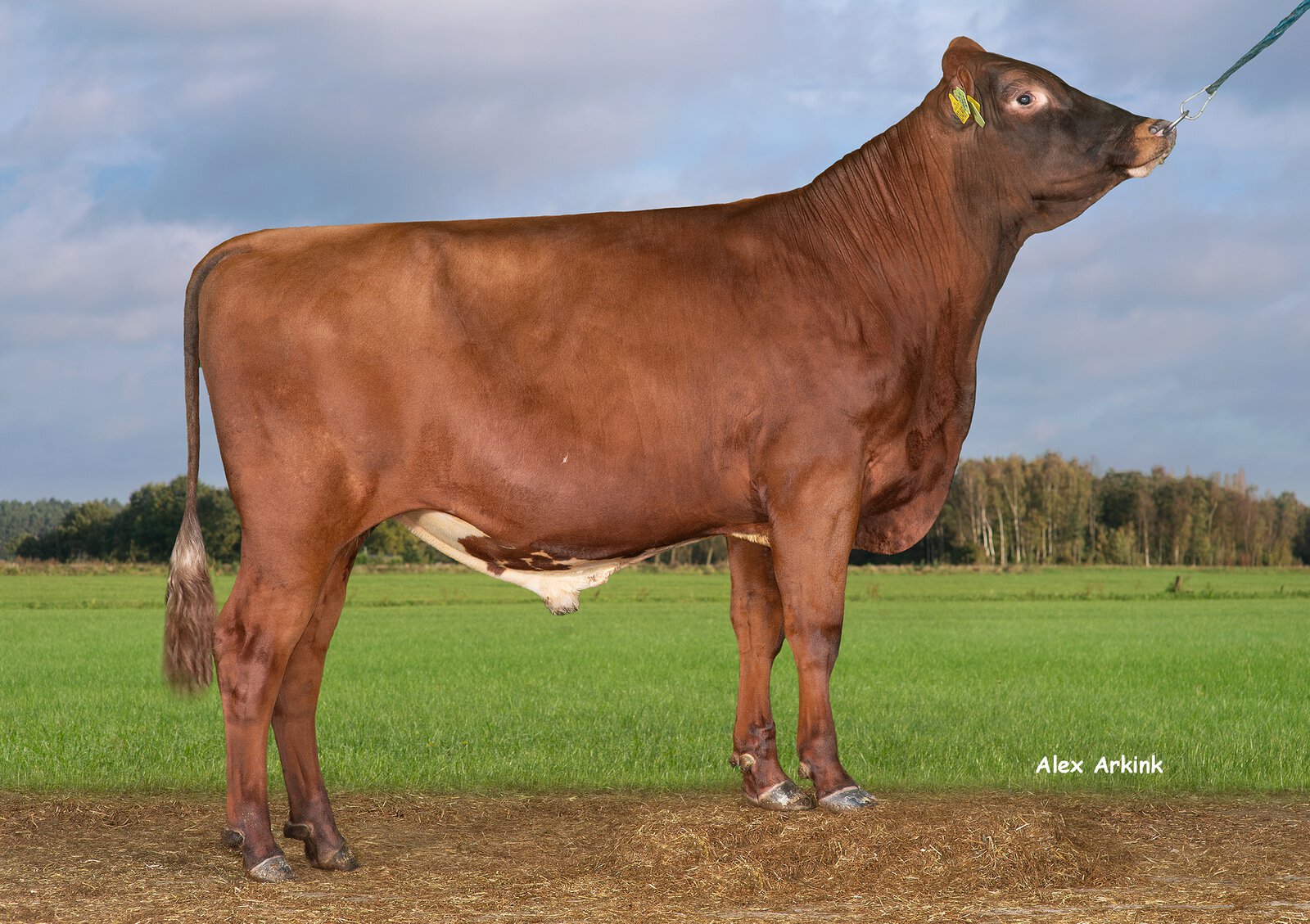 Bull